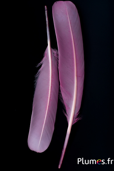 Cygne Soie - 25-30 cm - rose ancien